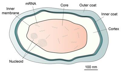 Frontiers | Bacterial Spore mRNA – What's Up With That?